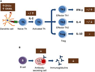 Cocoa Diet and Antibody Immune Response in Preclinical Studies